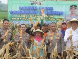 Polres Mojokerto Panen Raya Jagung Hasil Olah Lahan Tidur untuk Ketahanan Pangan