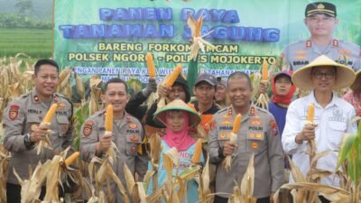 Polres Mojokerto Panen Raya Jagung Hasil Olah Lahan Tidur untuk Ketahanan Pangan