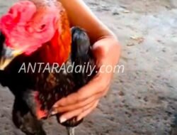 Tulungagung Darurat Perjudian: Warga Resah, Aparat Dinilai Tutup Mata?