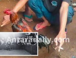 Putra Ungkap Dugaan Upeti Bulanan ke Oknum Polres Tulungagung Terkait Sabung Ayam